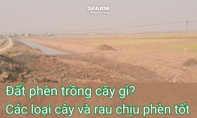 Đất phèn trồng cây gì? Các loại cây và rau chịu phèn tốt năm 2025