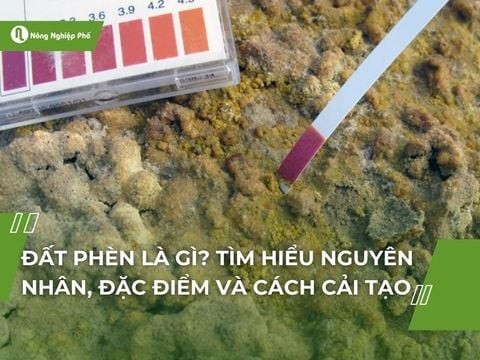 Đất phèn là gì? Tìm hiểu nguyên nhân, đặc điểm và cách cải tạo