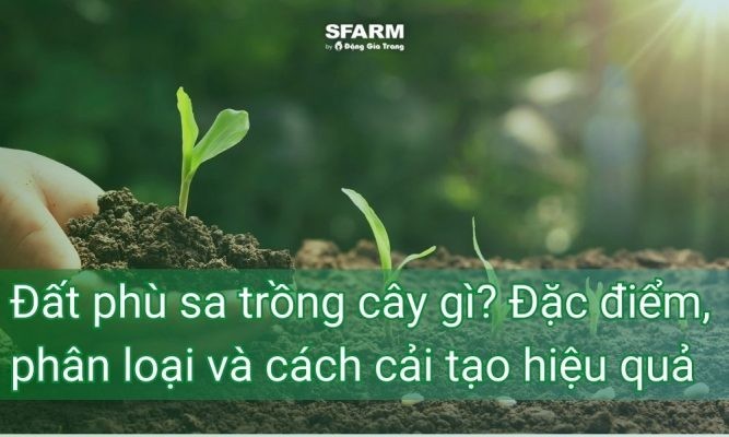 Đất phù sa trồng cây gì? Đặc điểm, phân loại và cách cải tạo hiệu quả