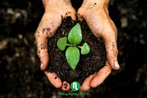 Đất trồng là gì? Mẹo hay và kinh nghiệm cho một mùa vụ bội thu