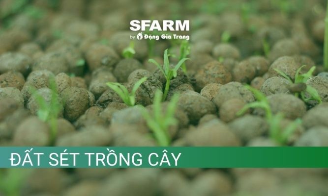 Đất sét trồng cây: Đặc điểm, công dụng và cách cải tạo hiệu quả