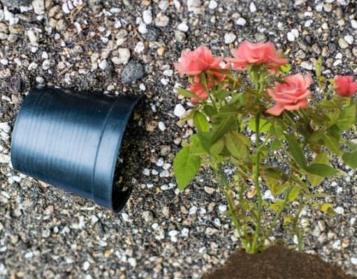 Bật mí cách trộn đất trồng hoa hồng siêu dinh dưỡng