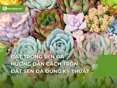 Đất trồng sen đá - Hướng dẫn cách trộn đất sen đá đúng kỹ thuật