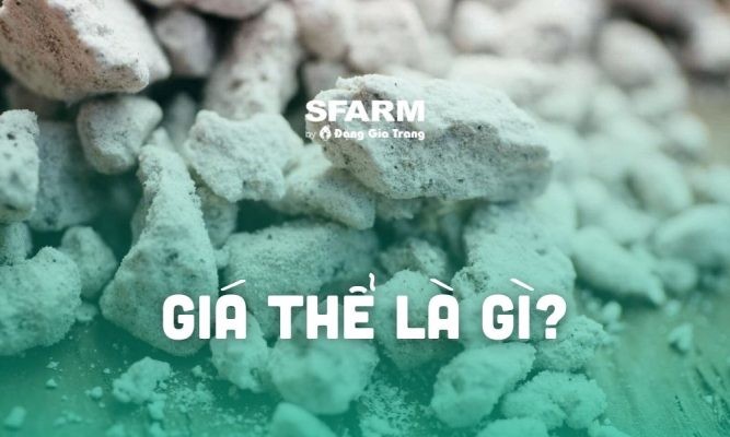 Giá thể là gì? Có bao nhiêu loại giá thể? Cách sử dụng