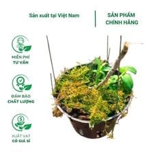 Giá thể rêu rừng trồng phong lan