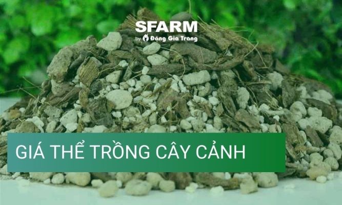 Giá thể trồng cây cảnh là gì? Top 13 loại giá thể phổ biến hiện nay