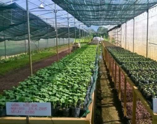 5 lý do trang trại nên sử dụng giá thể ươm giống SFARM