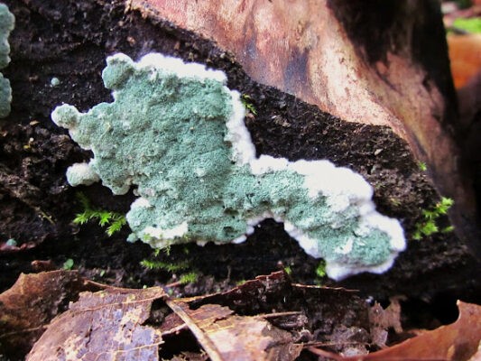 Cách phân biệt trichoderma với các loại nấm khác