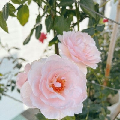 Hướng dẫn trồng và chăm sóc hoa hồng Nahema Rose thơm nhất
