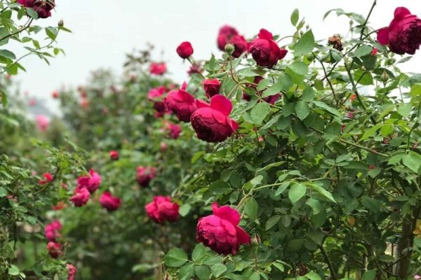 Từ A-Z Cách Chăm Sóc hoa hồng Autumn Rouge Nở Rộ