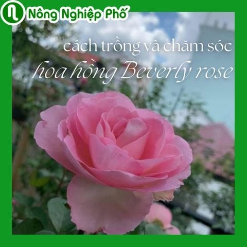 Cách trồng và chăm sóc hoa hồng Beverly rose | Nông Nghiệp Phố
