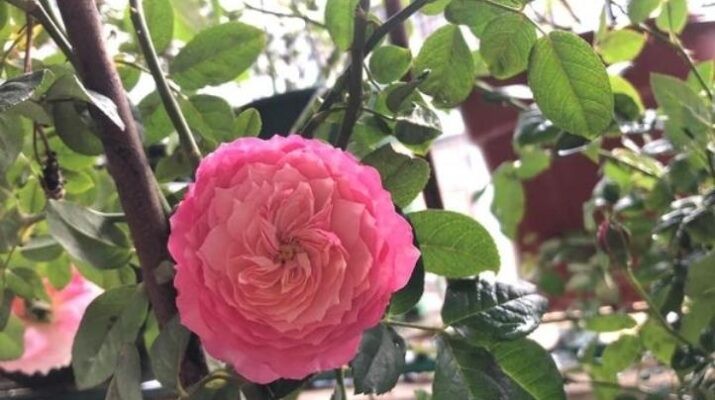 Hướng dẫn kỹ thuật trồng hoa hồng constance Rose