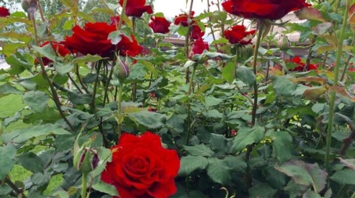 Bật mí cách trồng hoa hồng Đà Lạt nở hoa quanh năm