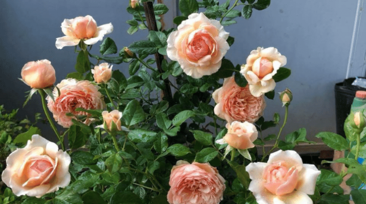 Kỹ thuật trồng hoa hồng ngoại Masora rose cho hoa xinh lung linh