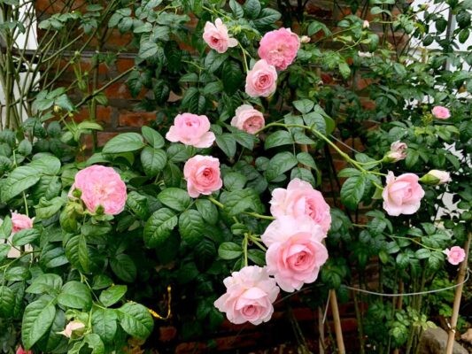 Hướng Dẫn Trồng Hoa Hồng Mon Coeur Hoa Rộ Thơm Ngát