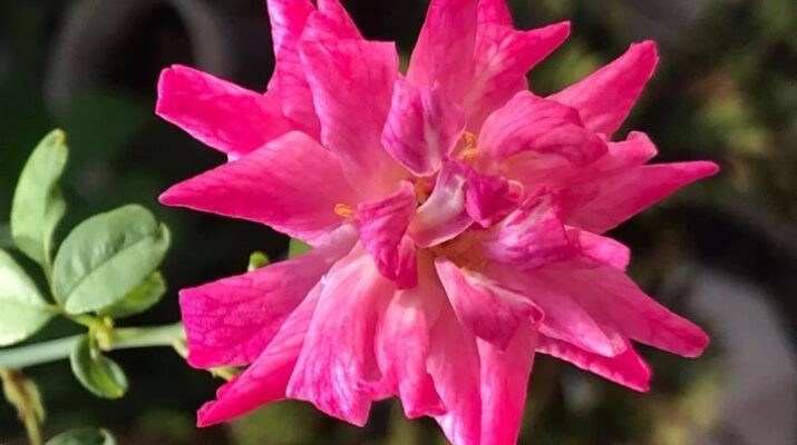 Hoa hồng quế: phân loại, cách trồng và chăm sóc