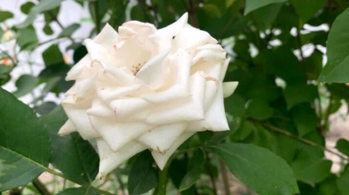 Hoa hồng trắng – Ý nghĩa, cách trồng và chăm sóc
