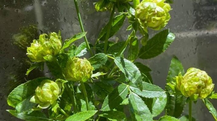 Tất tần tật về hoa hồng xanh – Ý nghĩa, cách trồng & chăm sóc