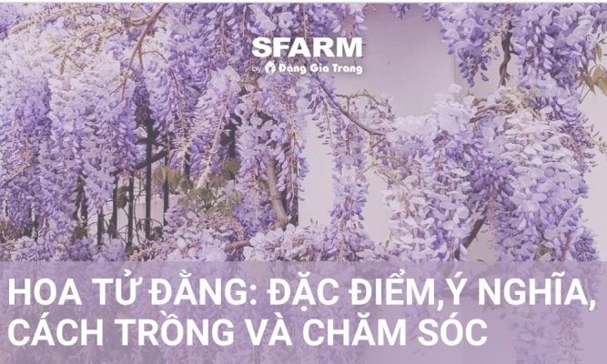 Hoa tử đằng: Đặc điểm, ý nghĩa, cách trồng và chăm sóc