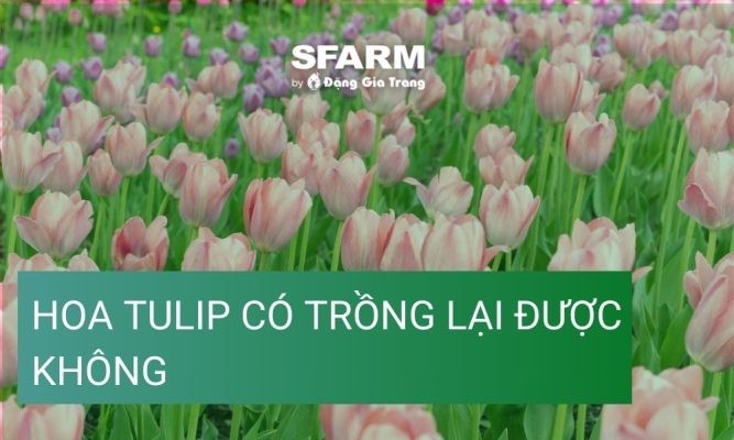 Hoa tulip có trồng lại được không? Hướng dẫn chi tiết cách trồng lại sau Tết