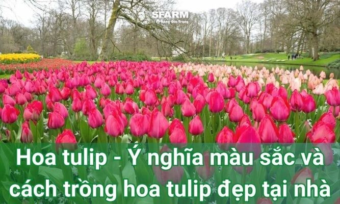 Hoa tulip – Ý nghĩa màu sắc và cách trồng hoa tulip đẹp tại nhà