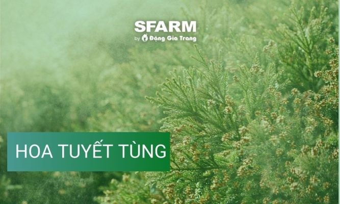 Hoa tuyết tùng: Đặc điểm, công dụng và cách trồng