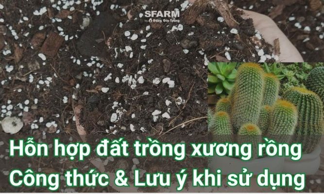 Hỗn hợp đất trồng xương rồng – Công thức & Lưu ý khi sử dụng