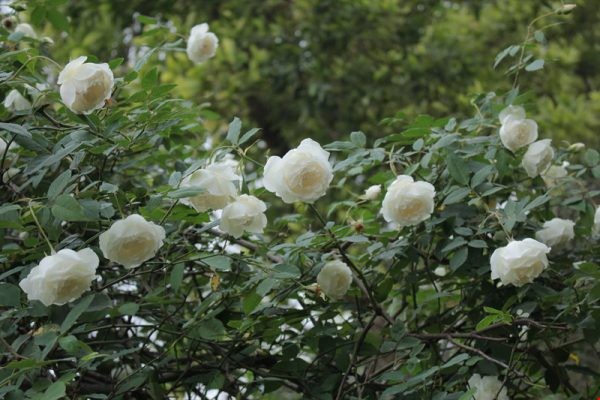 Kỹ Thuật Trồng Hoa Hồng Bạch Xếp Tại Nhà Từ A-Z
