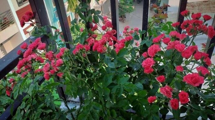 Cách trồng và chăm sóc hồng chùm son đơn giản nhất