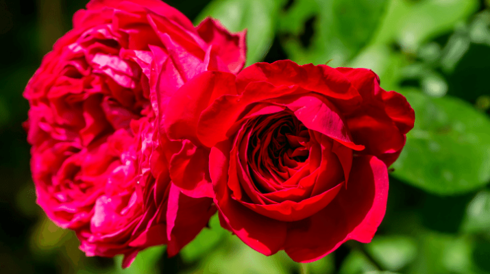 Mẹo trồng và chăm sóc hoa hồng red eden nở hoa rực rỡ