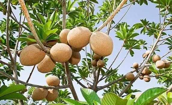 Hướng dẫn cách trồng và chăm sóc cây hồng xiêm xoài