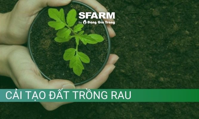 Hướng dẫn cách cải tạo đất trồng rau sạch chuẩn chuyên gia