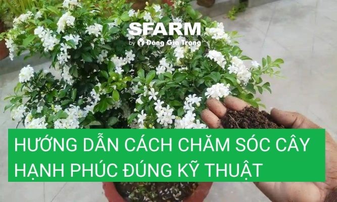 Hướng dẫn cách chăm sóc cây hạnh phúc đúng kỹ thuật
