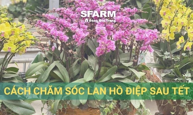 Hướng dẫn cách chăm sóc lan hồ điệp sau Tết chi tiết, ra hoa liên tục