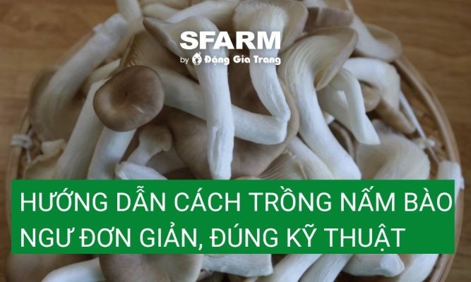 Hướng dẫn cách trồng nấm bào ngư đơn giản, đúng kỹ thuật
