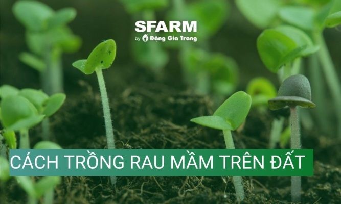 Hướng dẫn cách trồng rau mầm trên đất đơn giản, hiệu quả cao