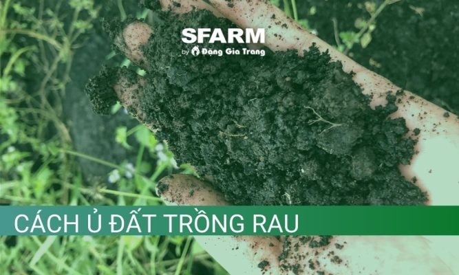 Hướng dẫn cách ủ đất trồng rau đúng kỹ thuật giúp cây phát triển tốt