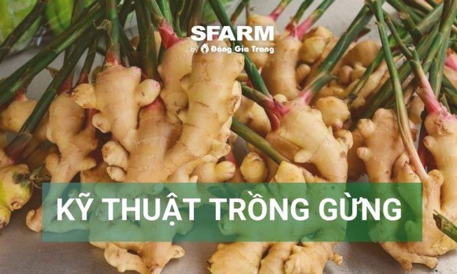 Hướng dẫn kỹ thuật trồng gừng và cách chăm sóc đúng cách