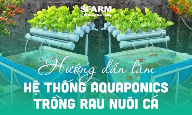 Hướng dẫn làm hệ thống Aquaponics trồng rau nuôi cá tại nhà từ A-Z