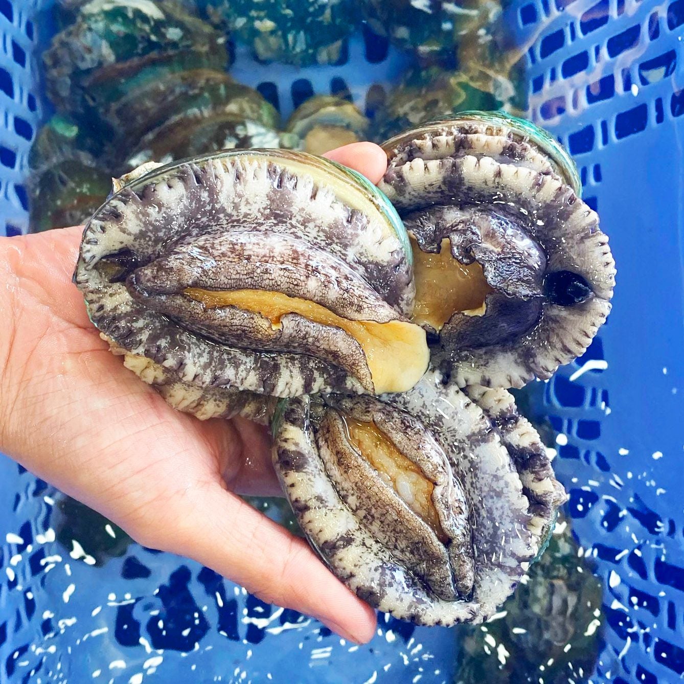 bào ngư hàn quốc