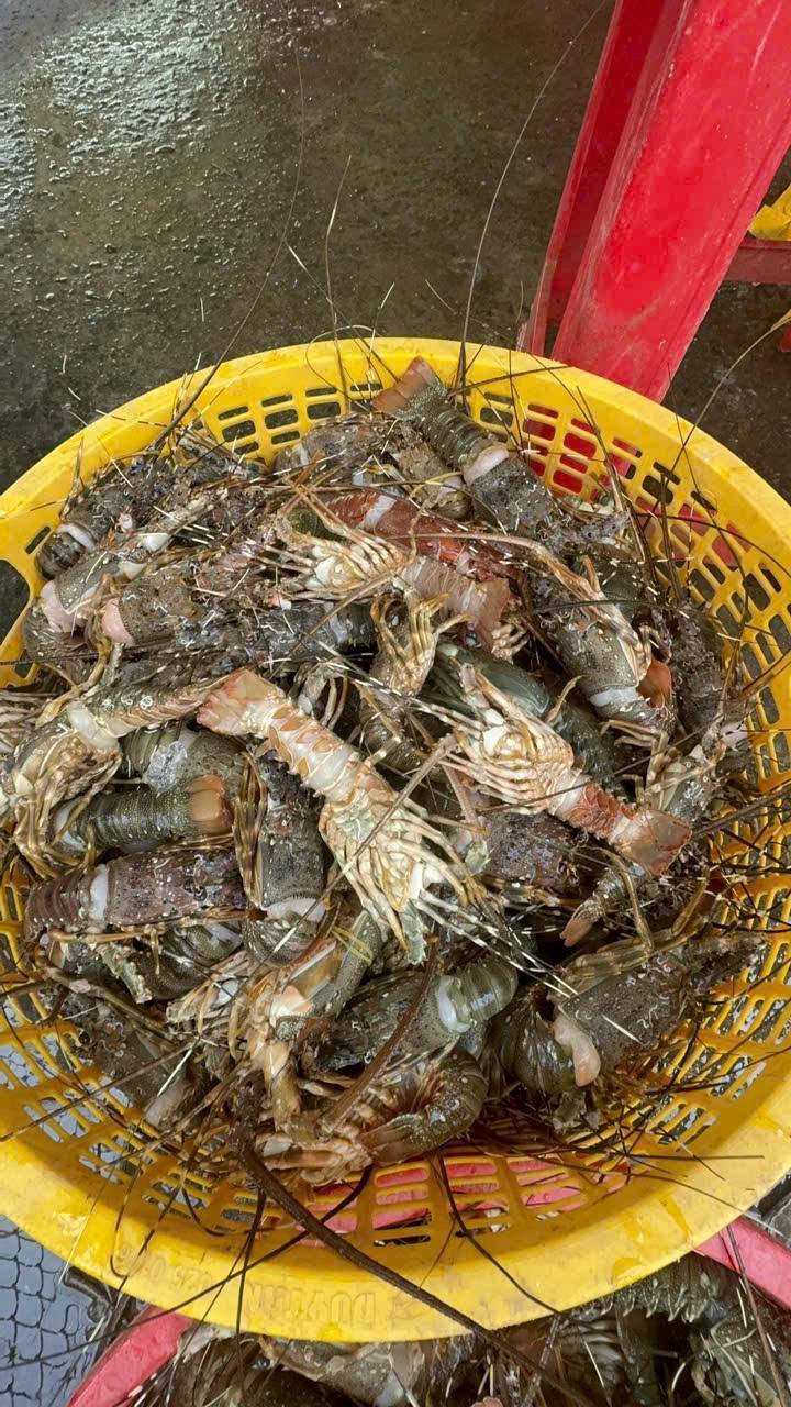 tôm hùm tre đông lạnh 300-500gr/con