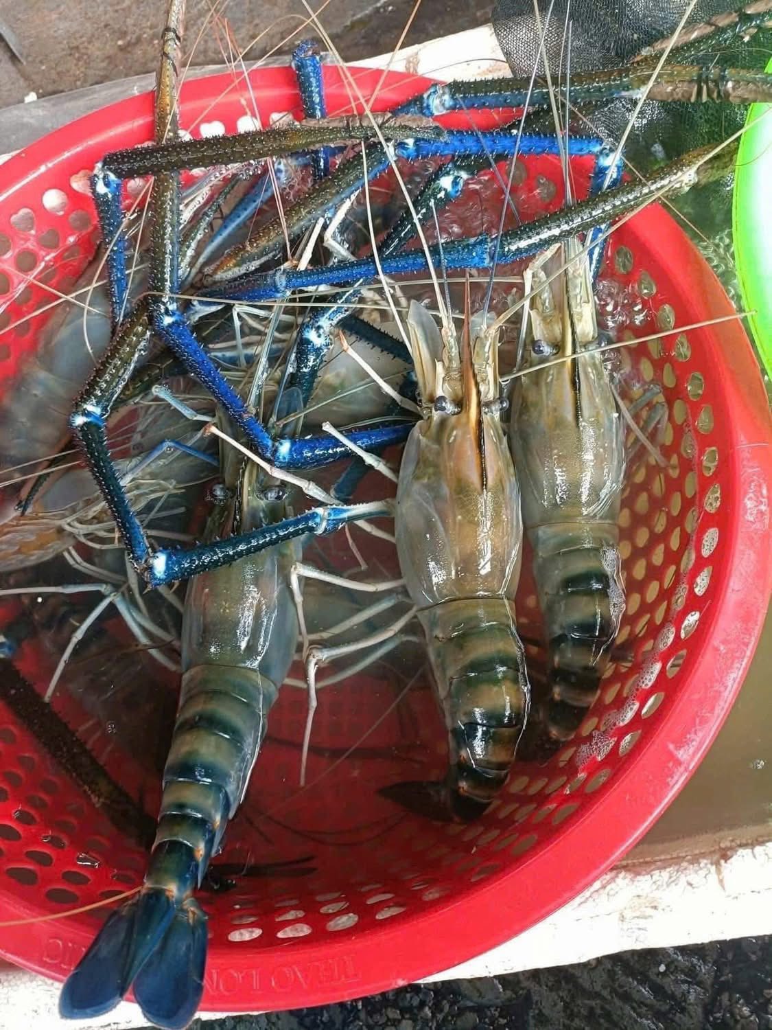 tôm càng xanh thiên nhiên sống 6-8 con/kg