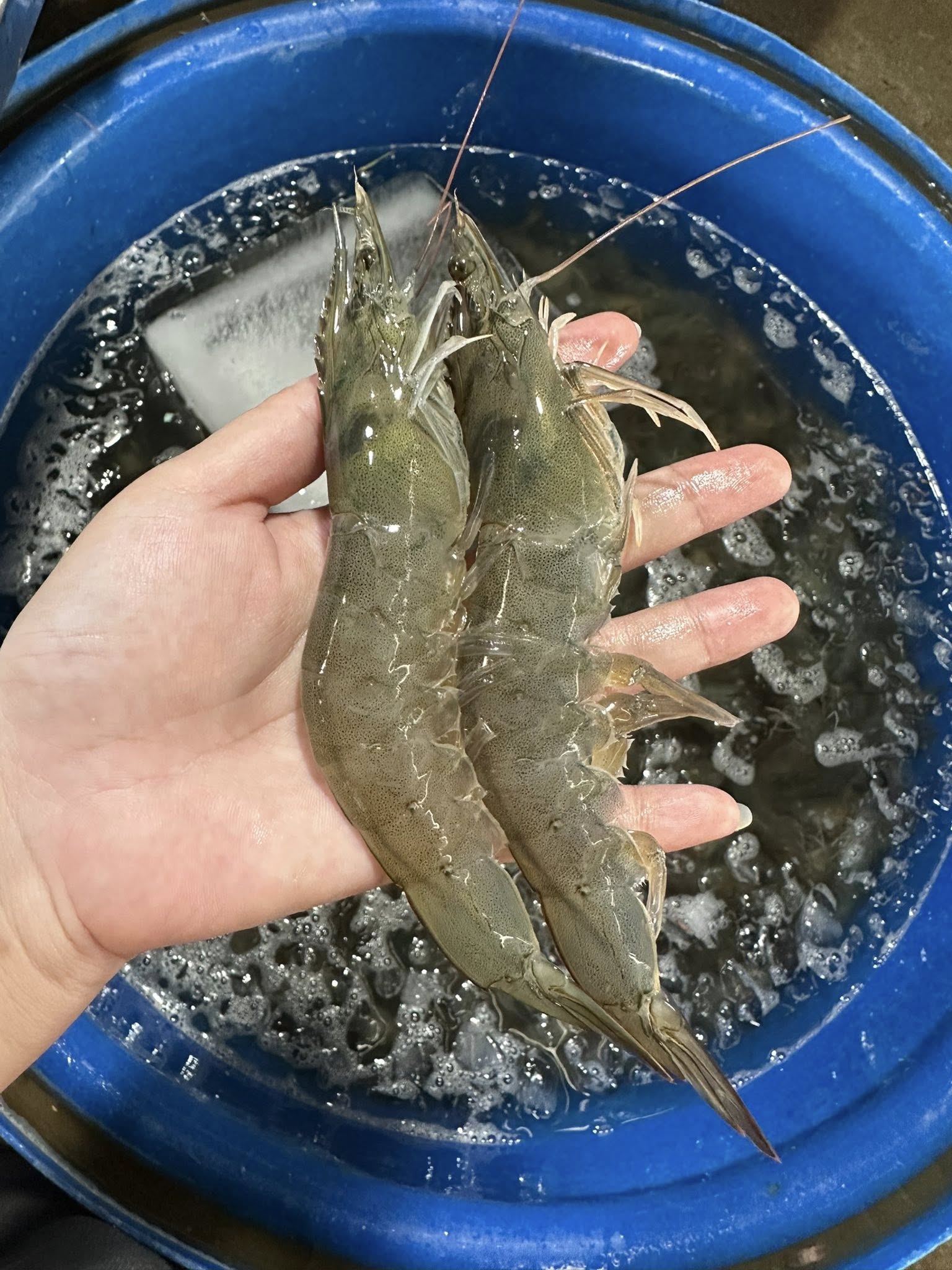 tôm sú nguyên con tươi sống size 60-70 con/kg