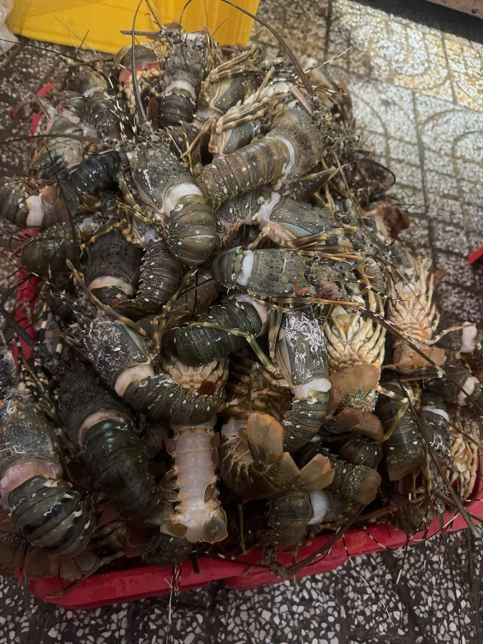 tôm hùm tre đông lạnh size 300-500gr/con