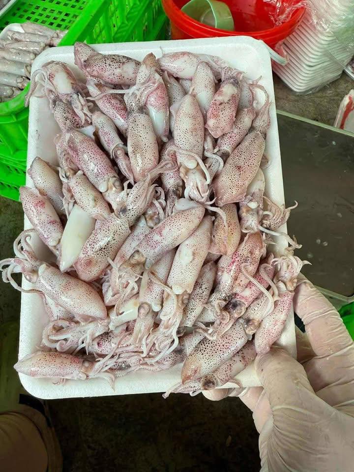 mực sim đông lạnh giá sỉ