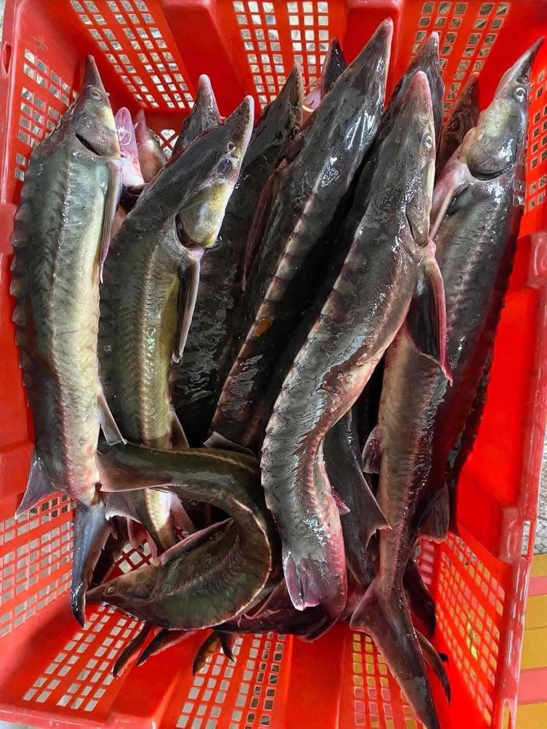 cá tầm Sapa sống size 2-2,5 kg/con