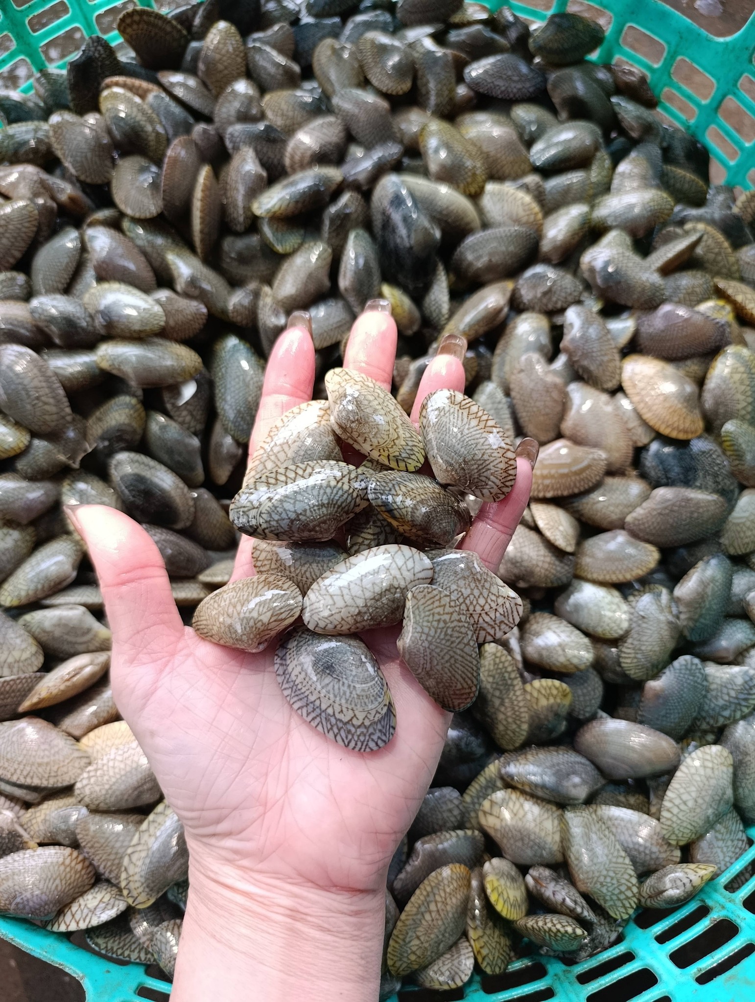 ngao hoa sò lụa sống size 30-40 con/kg