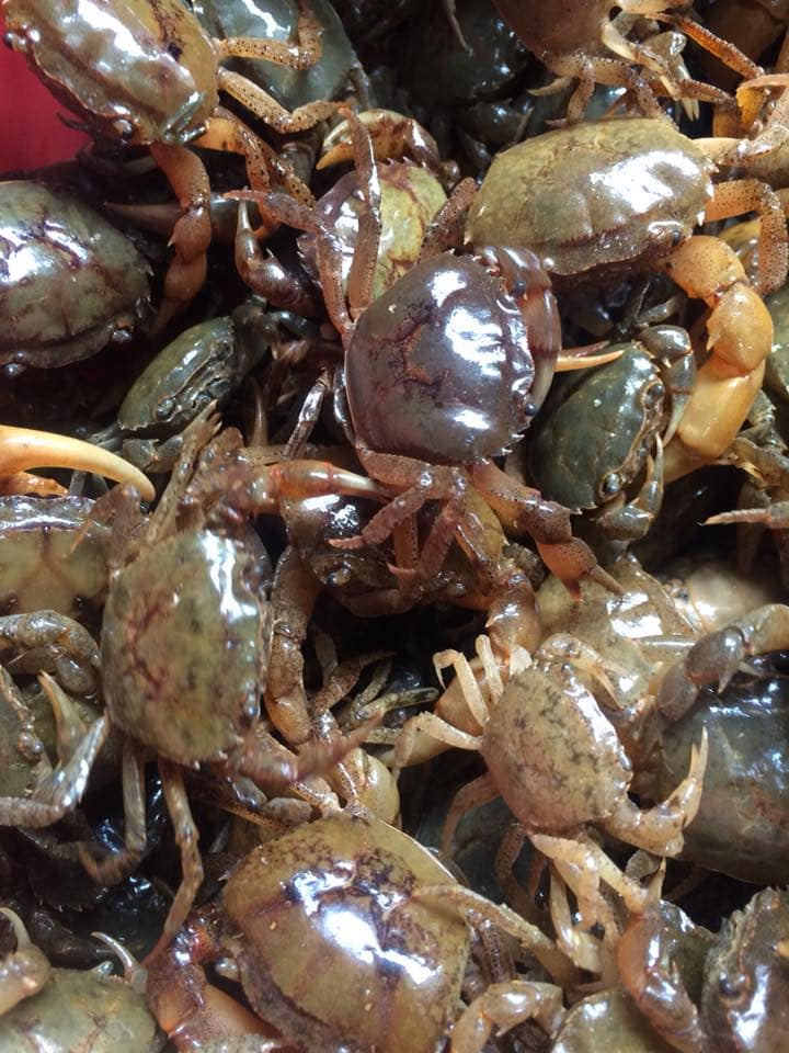 cua đồng sống tại chợ đầu mối Bình Điền