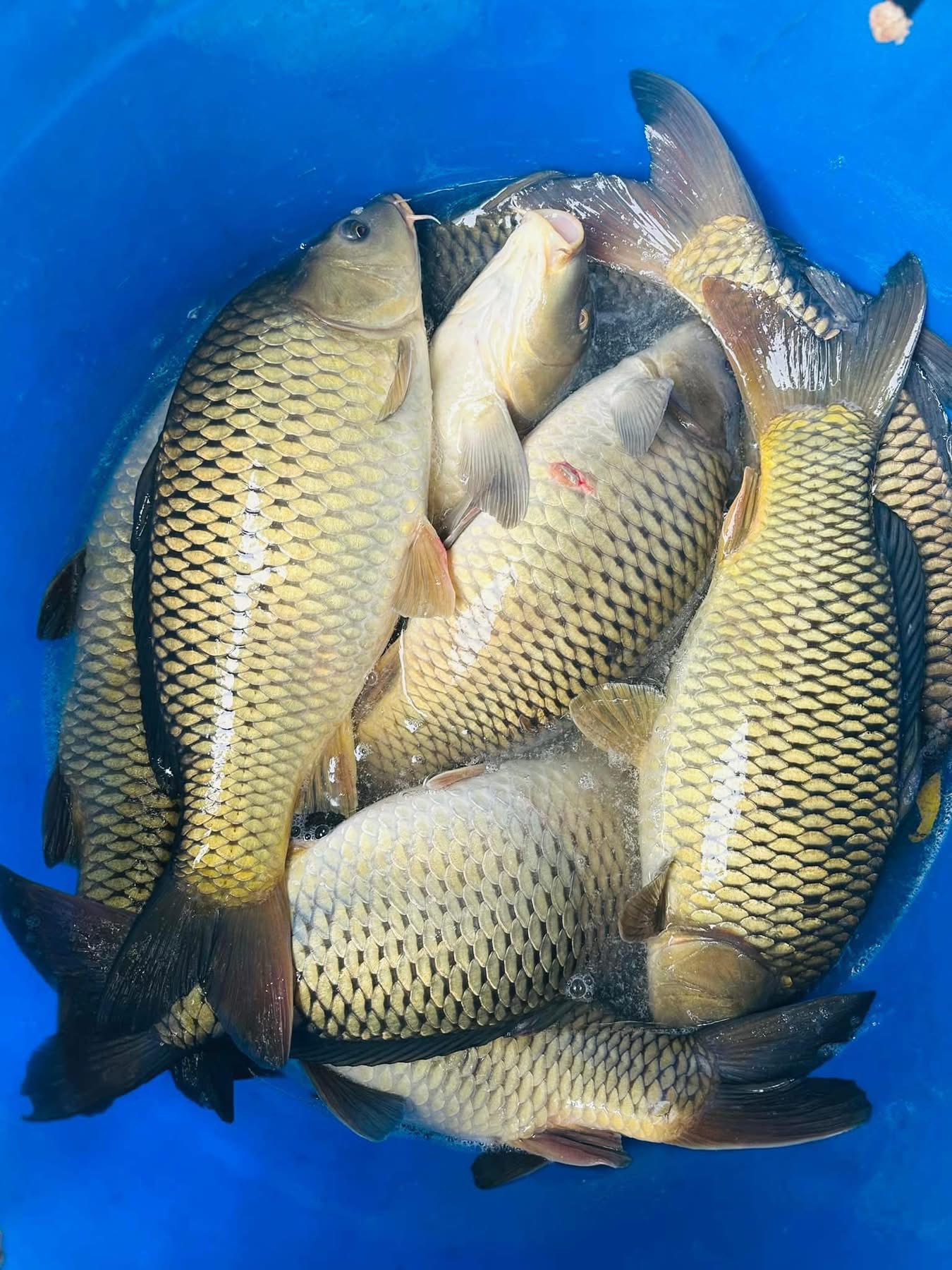 cá chép sống size 1-1,5 kg/con