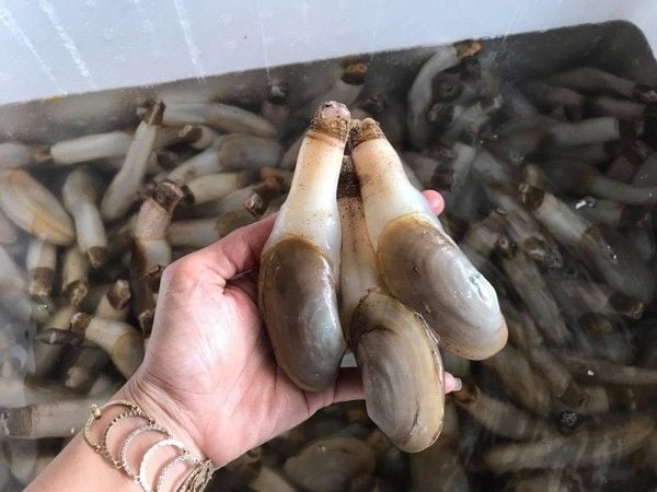 tu hài sống thiên nhiên size 8-10 con/kg